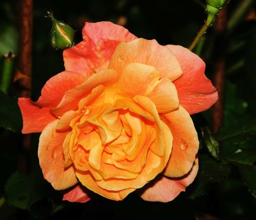 rose late summer blossom