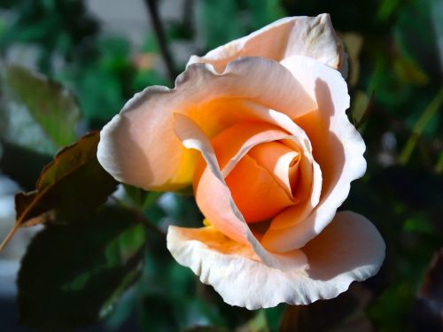 rose rose bloom flower