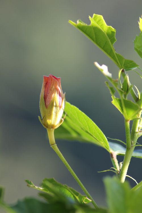 rose plant petals