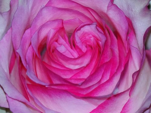 rose pink magenta