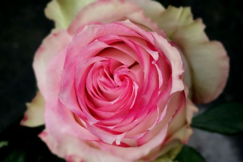 rose pink magenta