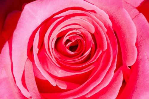 rose composites flowers
