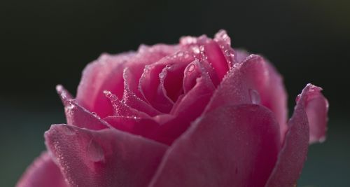 rose dew pink