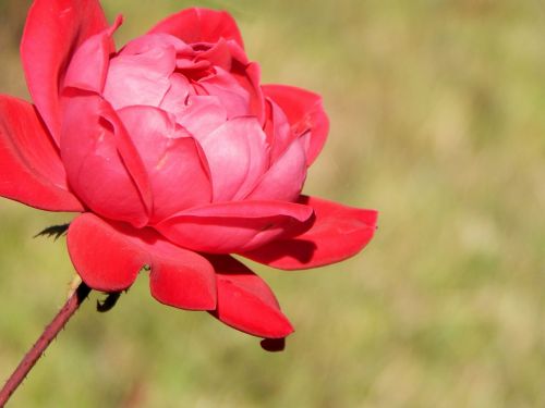 rose red flower