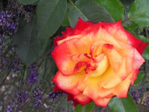 rose garden flower