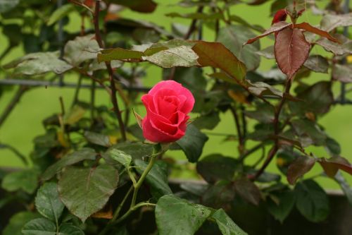 rose rambler summer