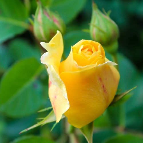 rose yellow rose flower