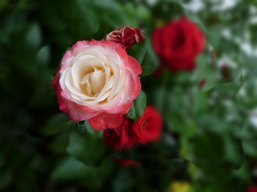 rose flower rose bloom