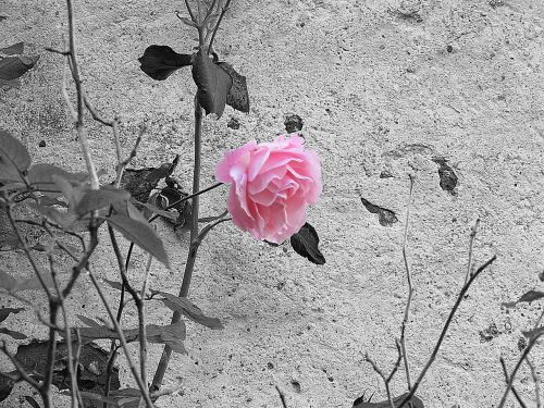 rose pink black and white
