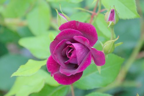 rose green purple