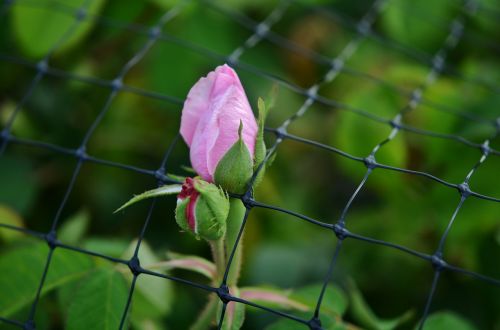 rose fence pink