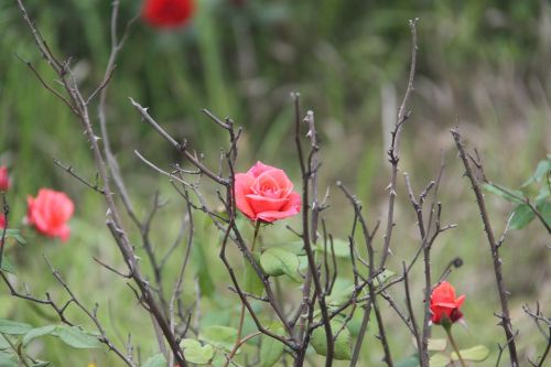 rose barbed beautiful