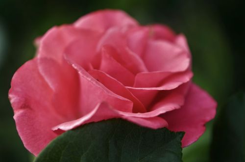 rose pink plant