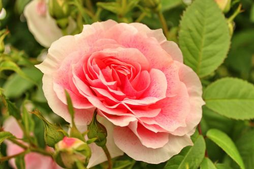 rose love nature