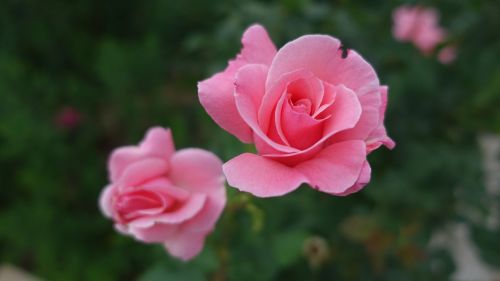 rose pink flower