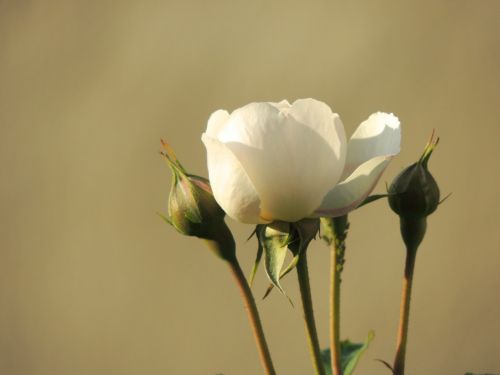 rose white blossom