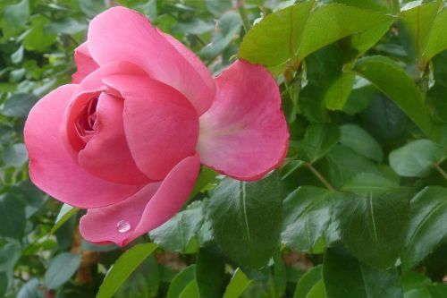 rose drop of water rose bush