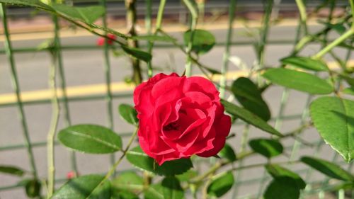 rose flower green