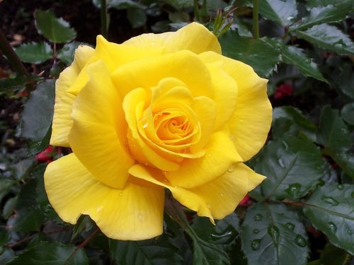 rose drop of water yellow