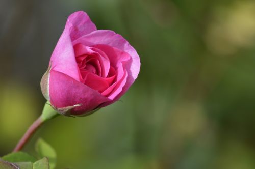 rose love pink