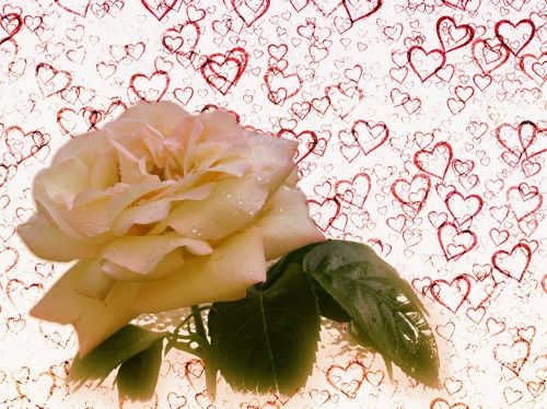 rose heart love