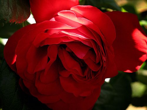 rose flower red