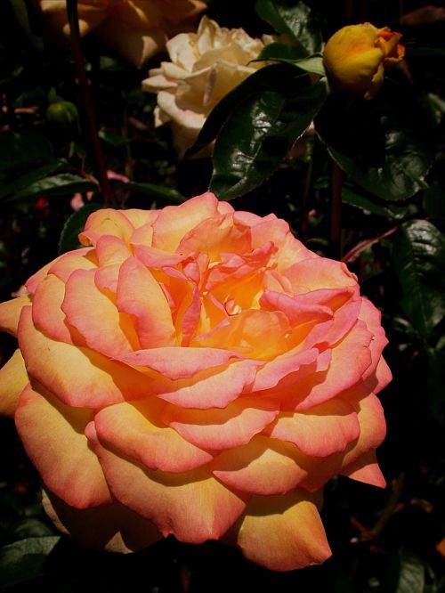 rose flower pink-orange