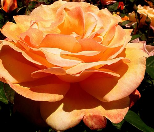 rose flower orange-color