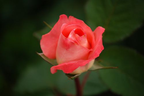 rose red tea rose