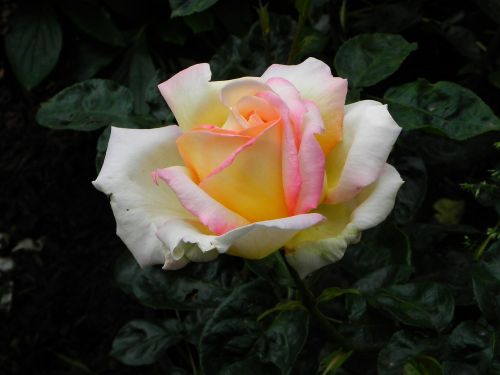 rose yellow rose bloom