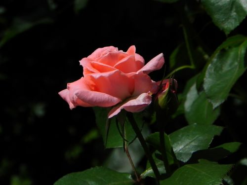 rose pink red