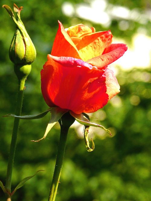 rose red bud