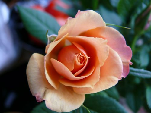 rose orange petals