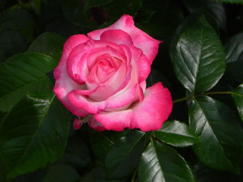 rose nostalgia rose floribunda
