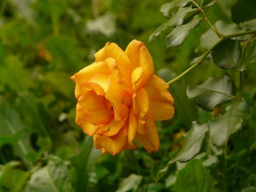 rose orange yellow