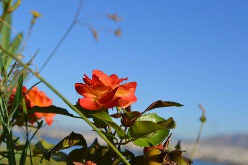 rose sky flower