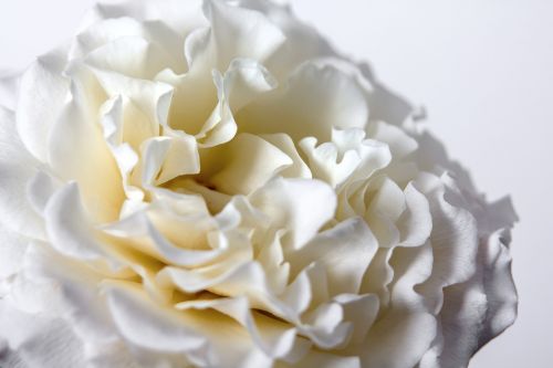 rose white blossom