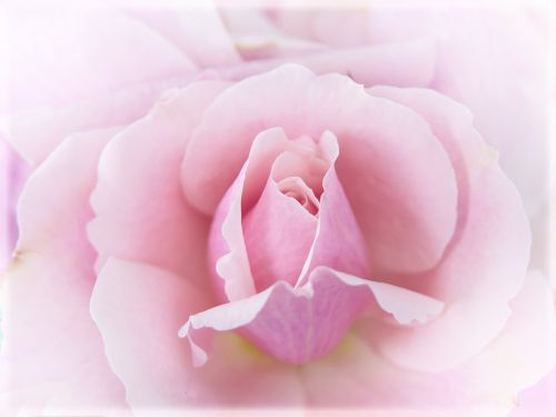 rose pink macro