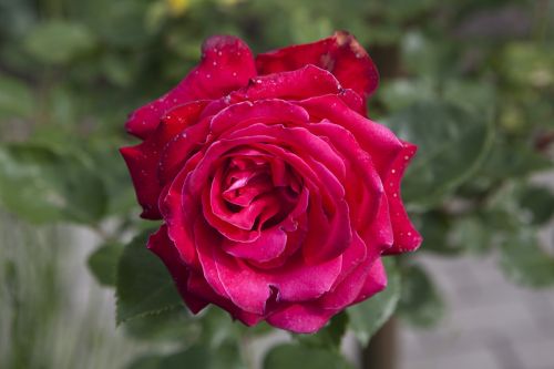 rose nature flower