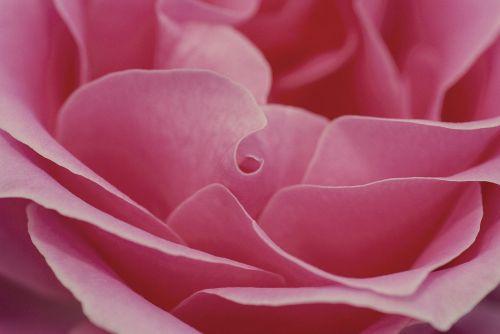 rose pink romance