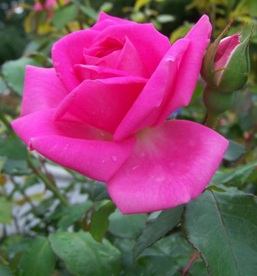 rose pink flower