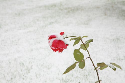 rose blackrose snow