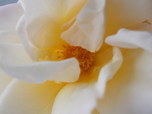 rose flower stamens