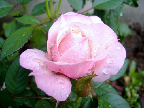 rose pink flowers