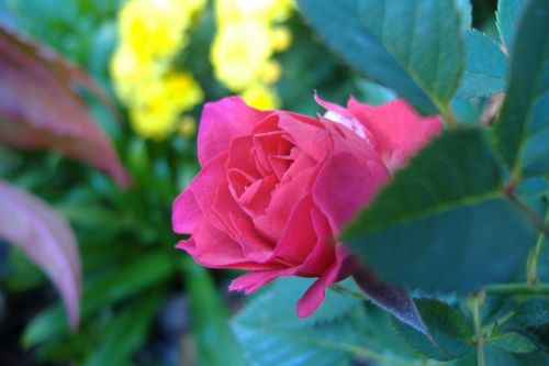 rose flower garden