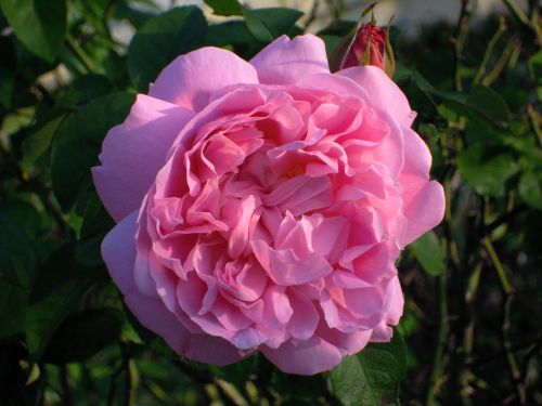 rose roses spring