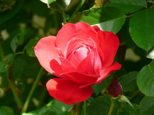 rose red flower