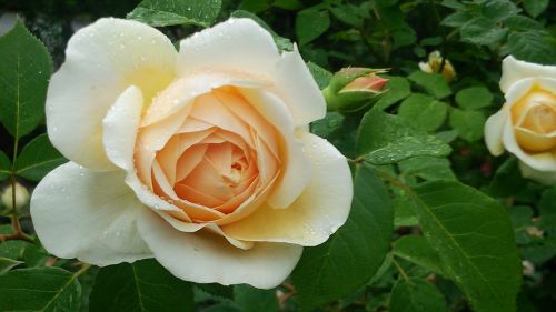 rose rose garden rosaceae