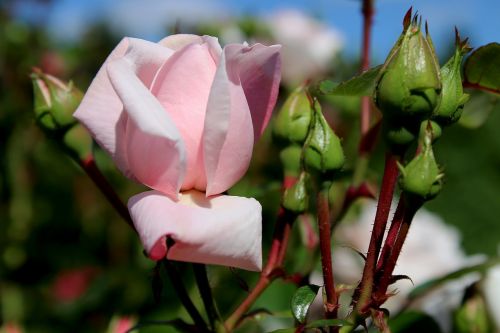 rose plant flowers