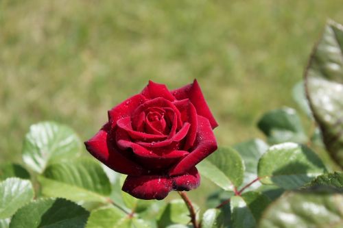 rose rain garden